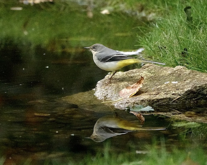 grey wagtail